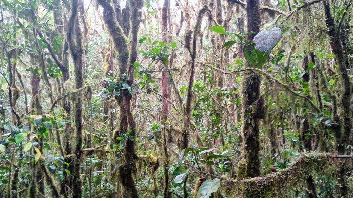 Hutan lumut kawasan pegunungan selatan Pidie Jaya yang merupakan lokasi ekspedisi Aceh Tracker 2025.