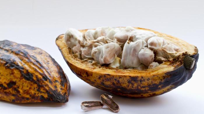 Ilustrasi cocoa atau buah kakao yang bagus untuk kesehatan (freepik.com/wirestock)