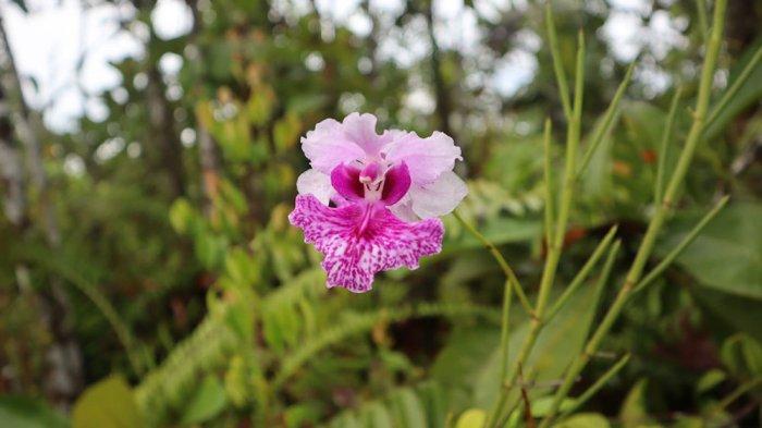 LAE TREUP - Bunga vanda hookerina di kawasan Lae Treup belantara rawa Singkil, Kabupaten Aceh Singkil.