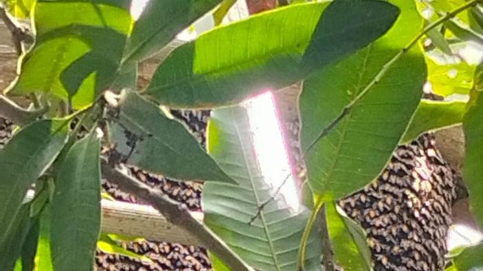 EVAKUASI SARANG LEBAH - Petugas BPBD Aceh Besar mengevakuasi sarang lebah di belakang rumah warga di Lam Gapang, Kecamatan Krueng Barona Jaya, Selasa (3/3/2026).