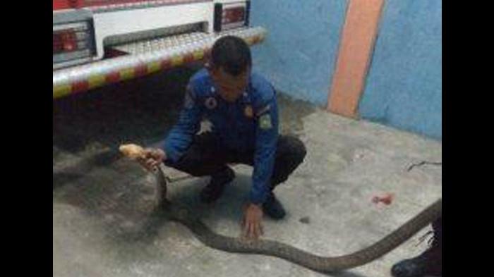 Lagi, Petugas Pemadam Lhoong Tangkap Ular Kobra yang Masuk di Pemukiman Warga