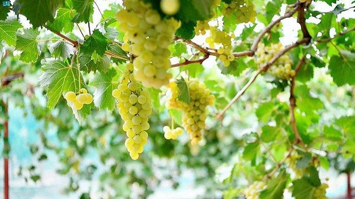 Tanaman anggur tumbuh subur di Provinsi Asir, Arab Saudi