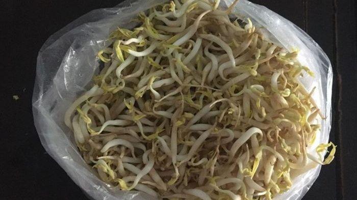 Ilustrasi Toge atau Taoge