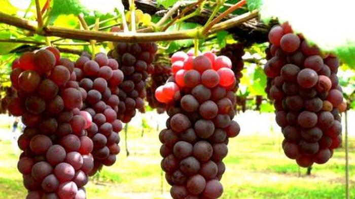 Anggur merah