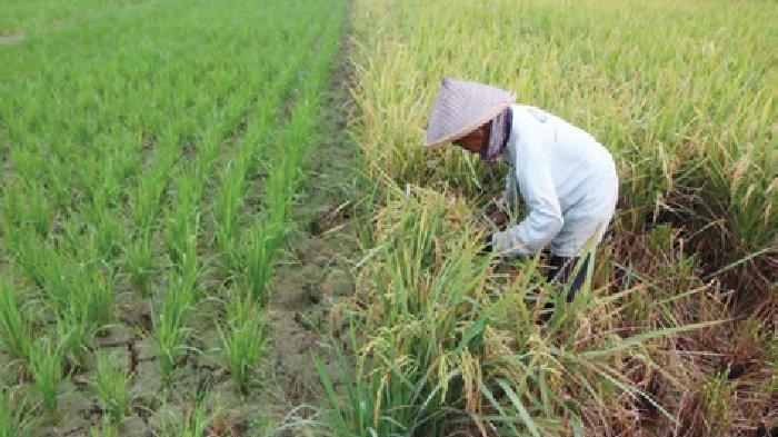 Sawah Warisan Peradaban yang Tak Mudah Dibangun