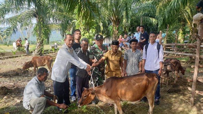 Masyarakat Lhueng Geulumpang di Abdya Terima Sapi Bantuan