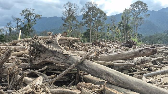 Ribuan batan kayu hingga kini masih menumpuk di Desa Desa Rantau Panjang, Kecamatan Simpang Jernih, Aceh Timur.