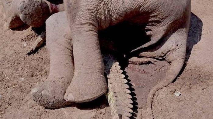 Pertarungan Hebat Buaya VS Gajah, Tubuh Panjang Buaya Ditindih oleh Gajah Besar, Siapa Menang?