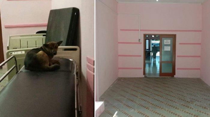 Viral Foto Seekor Anjing Duduk di Atas Tempat Tidur Pasien, Ini Penjelasan Direktur RSUD Muyang Kute