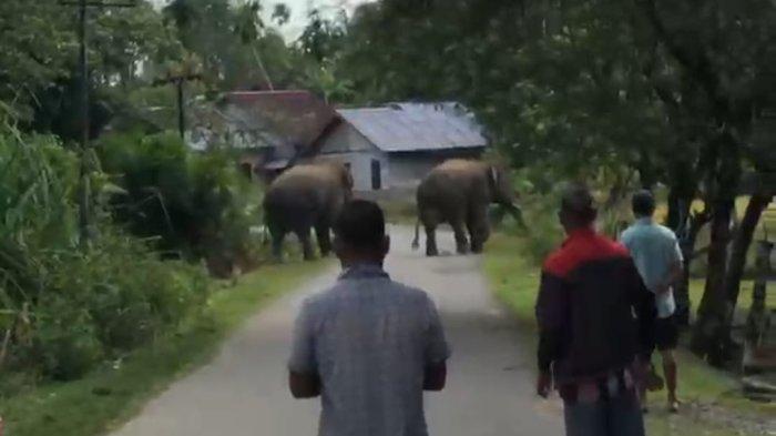 Warga Resah, Dua Ekor Gajah Liar Terpantau Masuk ke Permukiman Aceh Barat