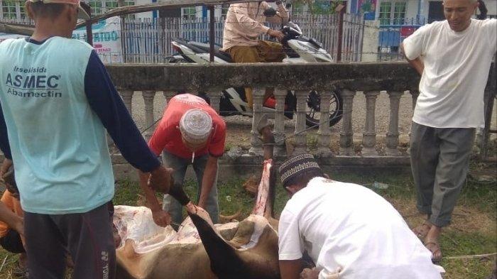 Warga Gampong Waido, Pidie Potong Enam Ekor Hewan Qurban, Dilakukan dalam Dua Hari