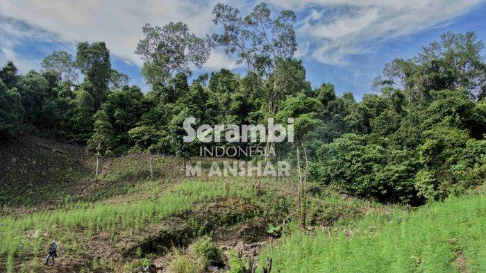 FOTO-FOTO: Menyusuri Ladang Ganja di Montasik, Aceh Besar - ganja-montasik-1.jpg