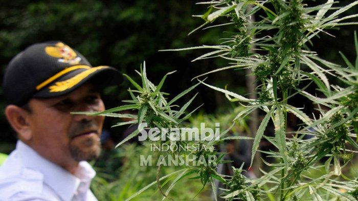 FOTO-FOTO: Menyusuri Ladang Ganja di Montasik, Aceh Besar - ganja-montasik-5.jpg