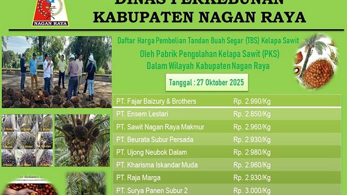 Harga TBS Sawit Pekan Ini di Nagan, Tertinggi Ditampung SPS Rp 3.000/Kg Terendah Ensen Rp 2.850/Kg
