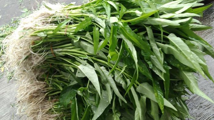 KANGKUNG: Kangkung dalam kondisi segera karena baru saja dipanen kaum ibu yang menanamnya di kawasan Gosong Telaga Barat, Kecamatan Singkil Utara, Kabupaten Aceh Singkil, Jumat (5/9/2025).