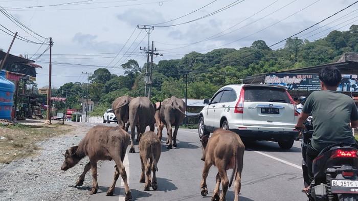 Hewan Ternak Berkeliaran Bebas di Jalan Raya Abdya, Bahayakan Pengendara