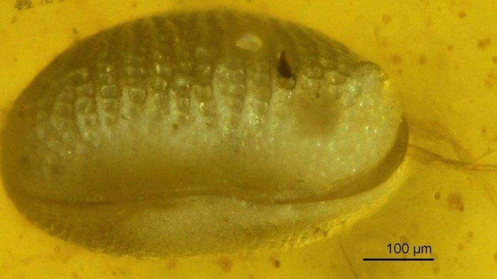 Yigitlardan sperma favvorasi