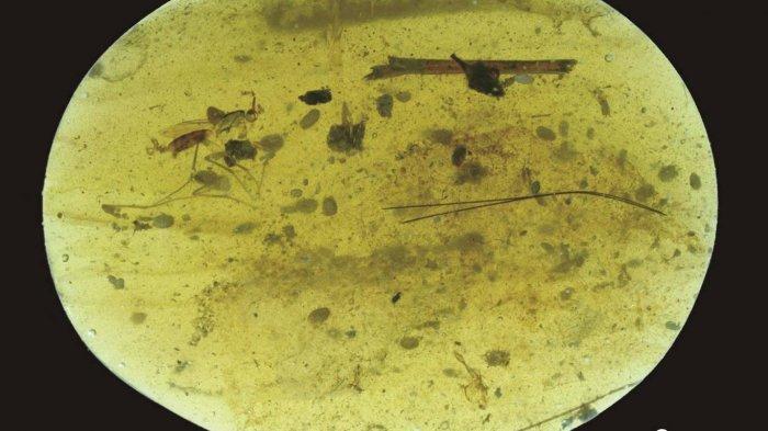 Sperma yang membatu diprediksi berusia lebih dari 100 juta tahun yang lalu, kemungkinan besar tertua yang pernah ditemukan. (Evening Standard)