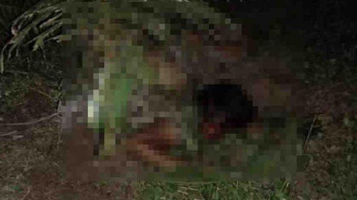 Istri Tewas Terlilit Tali Sapi yang Digembalanya, Suami Pingsan Lihat Korban Berlumuran Darah