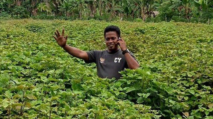 Petani Abdya Kembali Bergairah Budidaya Tanaman Nilam, Dipicu Meroketnya Harga Jual