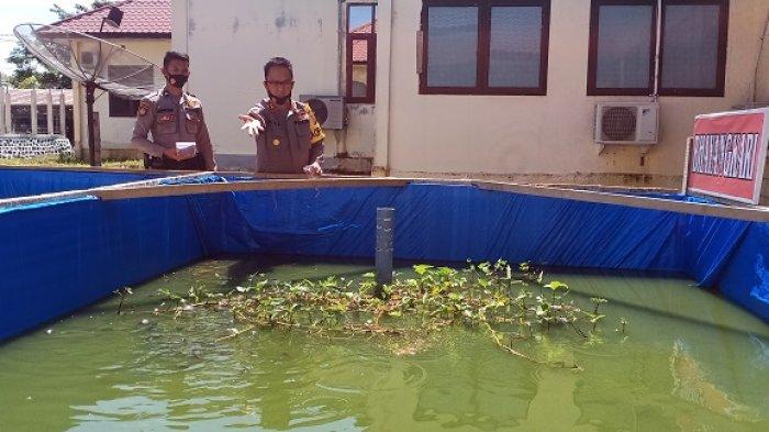Bisa Ditiru, Halaman Mapolres Aceh Tamiang Disulap jadi Lahan Pertanian dan Peternakan