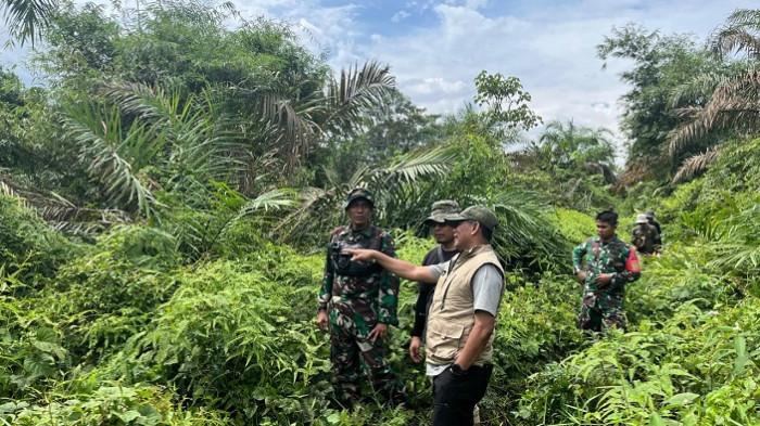 Setelah Aceh Tamiang, Giliran Kebun Kelapa Sawit Ilegal di TNGL Langkat yang Ditertibkan Satgas PKH