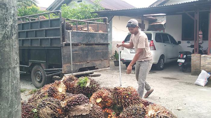 Harga Sawit di Petani Aceh Singkil Turun, Segini Harga di Petani