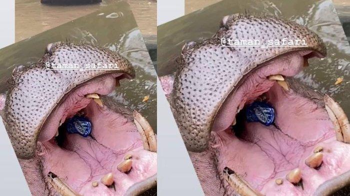 Pelaku Lempar Sampah Botol Plastik ke Mulut Kuda Nil Rupanya Ibu-ibu, Kini Klarifikasi & Minta Maaf