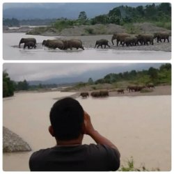 Gerombolan Gajah di Pidie Sulit Digiring, Kini Berkeliaran Dekat Rumah Penduduk