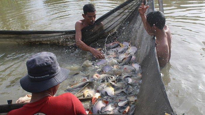 Hasil Panen Ikan Bawal Melimpah, Nelayan Kesulitan Pemasaran, Sebagian Dijual Eceran - Serambinews.com