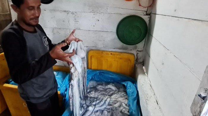 Nelayan Pancing di Simeulue Ramai-ramai Alih Profesi Jadi Pemburu Gurita, Ini Penyebabnya