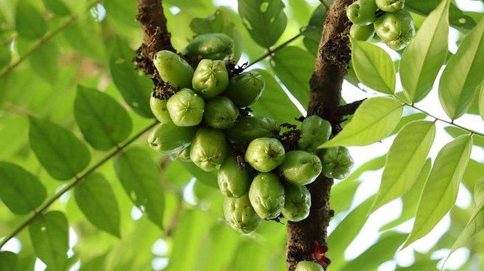 Obat tradisional dan air rebusan daun belimbing wuluh.