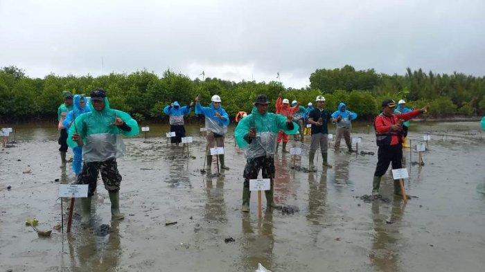Gandeng DLH Aceh Singkil, PLB Kembali Tanam Mangrove di Kilangan, Sudah 40.900 Batang Sejak 2018