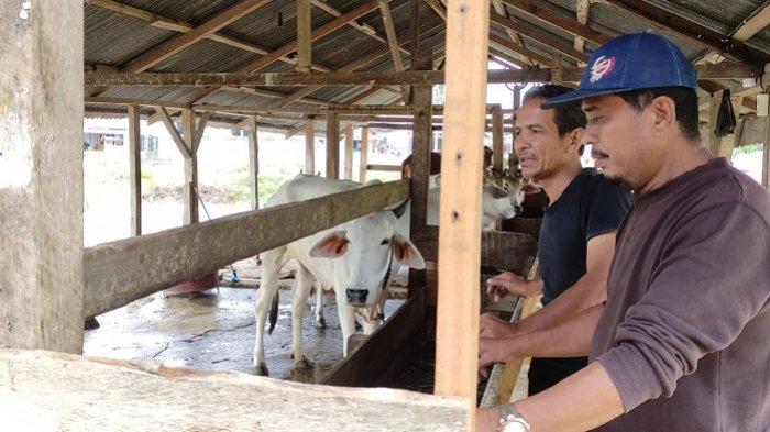 51 Ternak di Agara Terjangkit Virus PMK, Distan Vaksin 300 Ekor Sapi