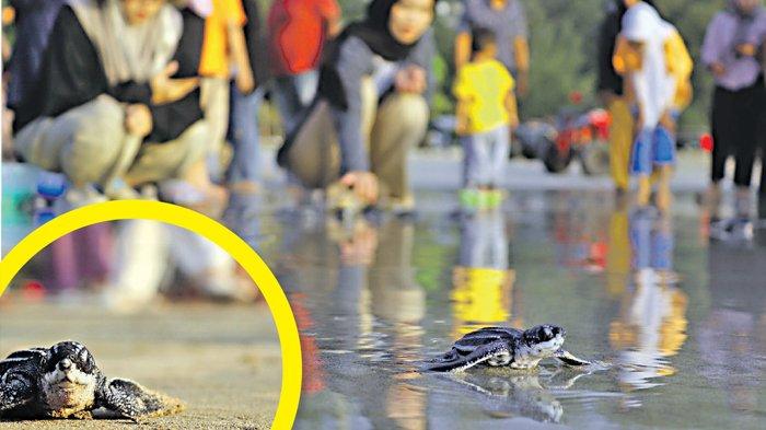 LSM Seulanga dan USK Lepasliarkan Bayi Penyu