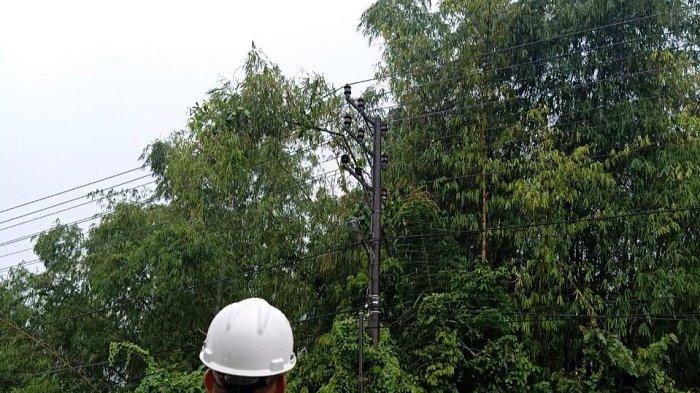 Pohon Tumbang Sebabkan Listrik Padam di Aceh Timur