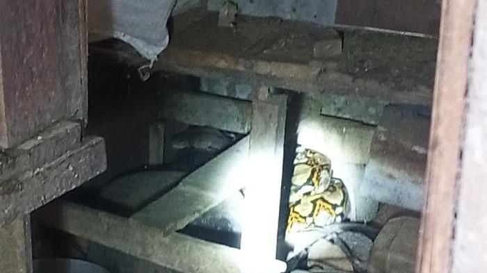 EVAKUASI PITON - Petugas BPBD Aceh Besar melakukan proses evakuasi terhadap piton yang memangsa ternak warga di Gampong Peukan Seulimeum, Kecamatan Seulimeum, Kamis (20/11/2025).