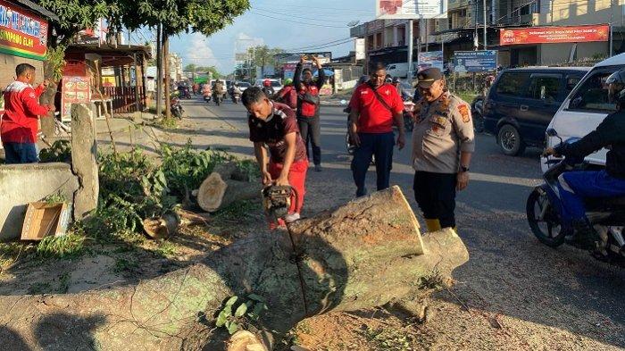 Damkar Lhokseumawe Evakuasi Pohon yang Tumbang ke Jalan Medan-Banda Aceh
