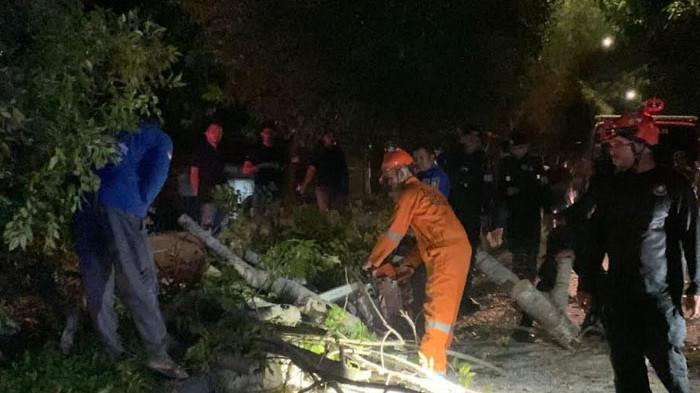 Pohon Tumbang di Jalan Bandara SIM Aceh Besar Lukai Seorang Warga