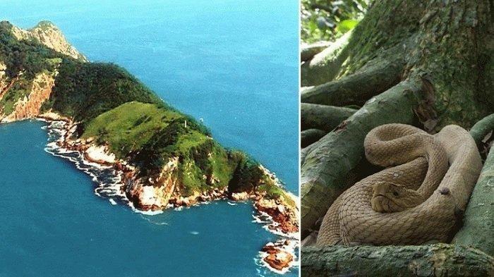 Ilha de Queimada Grande, Pulau di Dunia yang Dihuni Ribuan Ular Mematikan