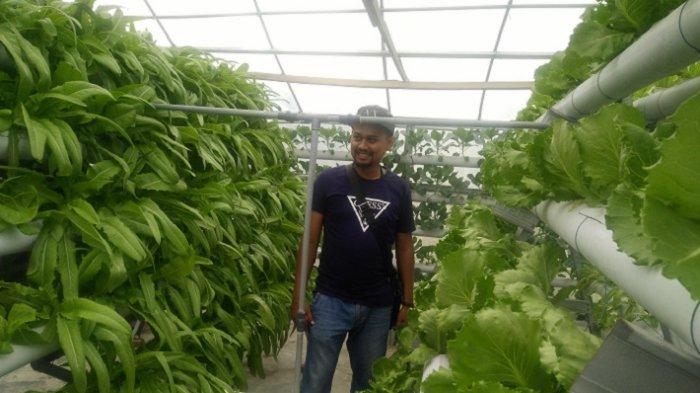 Petani Cot Bada Bireuen Budidaya Sayuran Hidroponik, Dijual ke Supermarket dan Rumah Makan