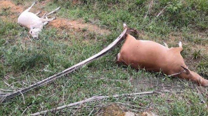 Puluhan Sapi Milik Peternak di Malaysia Mati Mendadak dengan Mulut Berbuih dan Hidung Berdarah