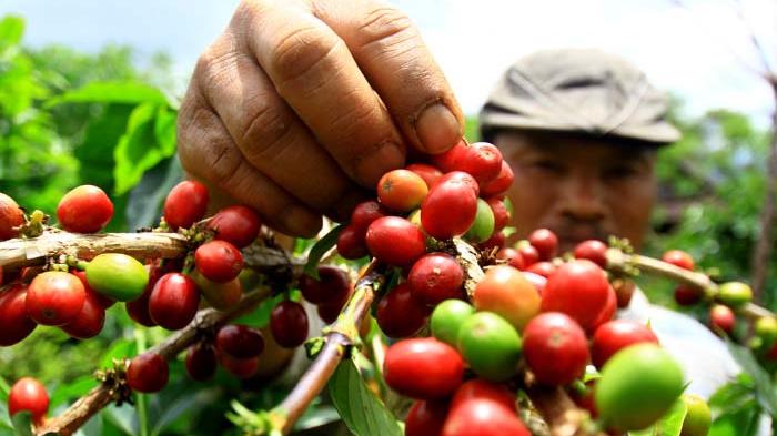 Dollar Naik, Pasar Ekspor Kopi Masih Sepi