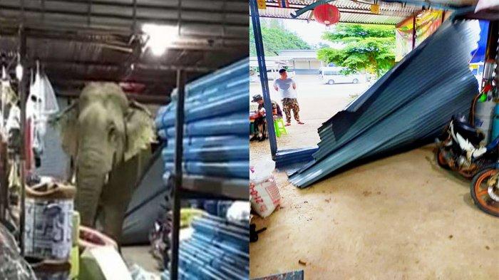 Tak Tahan Mencium Aroma Durian, Gajah Dua Kali Masuk Toko dan Mencuri Durian