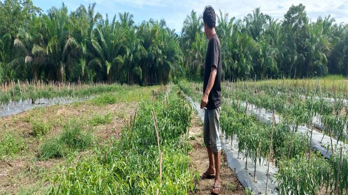 Gawat! Harga Cabai Merah Tembus Rp 100 Ribu Per Kg di Aceh Singkil