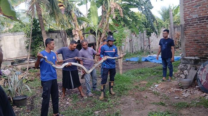 Ular Piton Masuk Kandang Ayam Milik Warga di Peukan Bada Aceh Besar