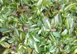 Varigata, Varian Baru Rumput Hias