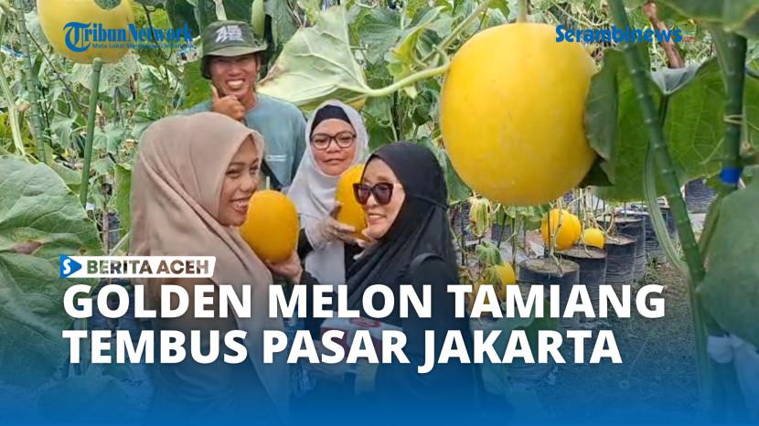 Tribun
