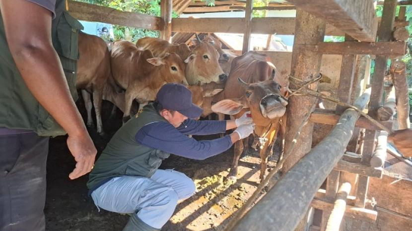 Antisipasi Brucella, Distanbunak Aceh Tamiang Uji Sampel 385 Ekor Sapi Betina