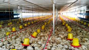 Ayam-mati-massal-akibat-pemadaman-listrik.jpg
